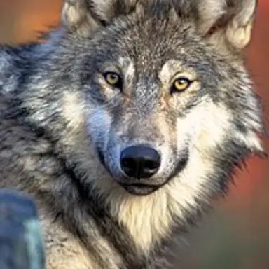 Profile image of 늑대