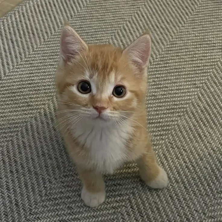 FrugalBass8789의 고양이 키우기