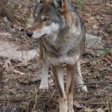 Profile image of Wolf