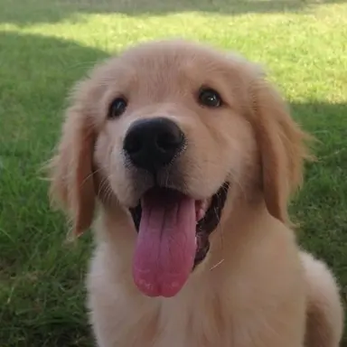 Profile image of 콩이