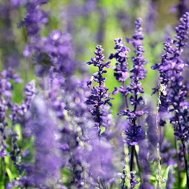 Profile image of 수현