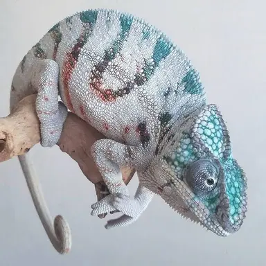 Profile image of Zooble