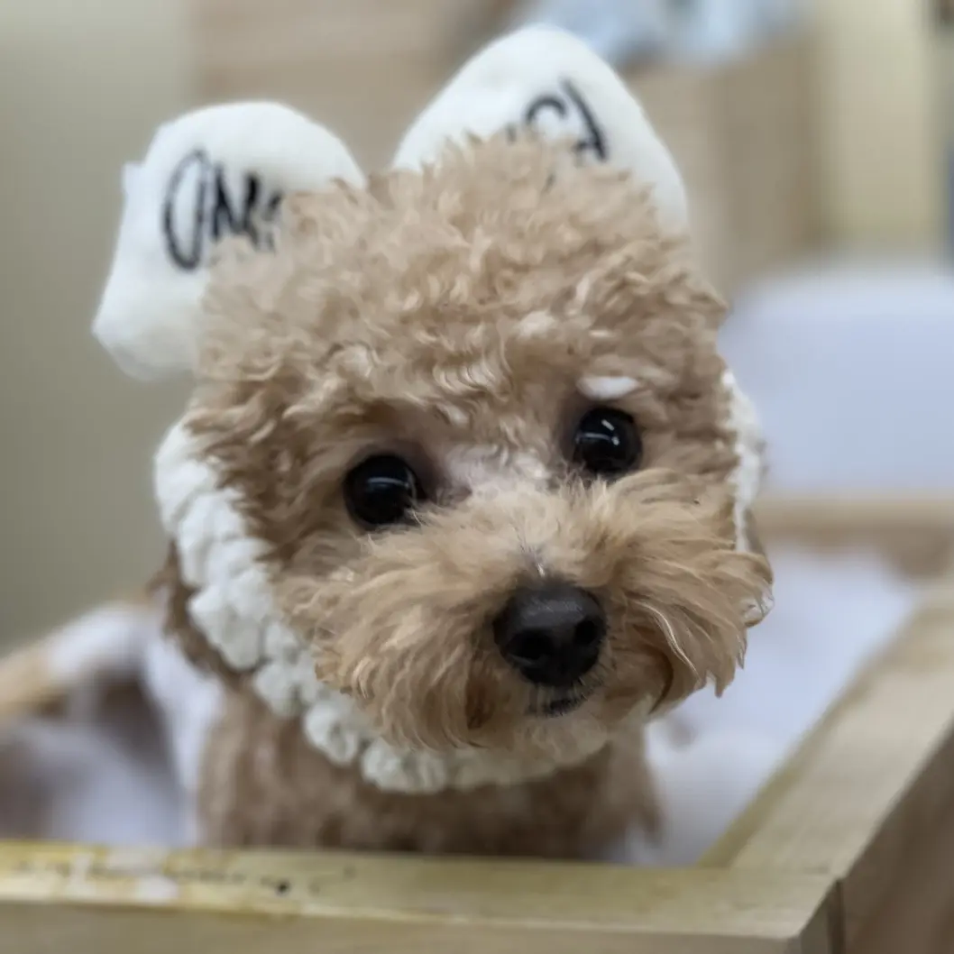 TastyClean3313의 강아지 길들이기
