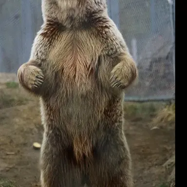 Profile image of 곰