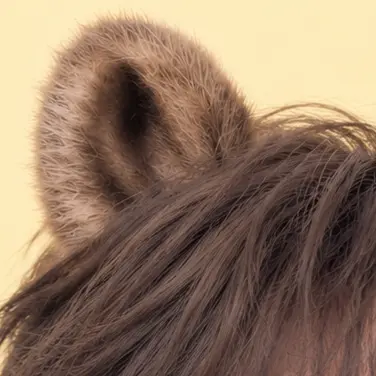 Profile image of ハニ
