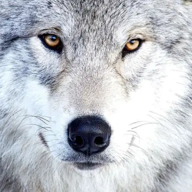 Profile image of 늑대