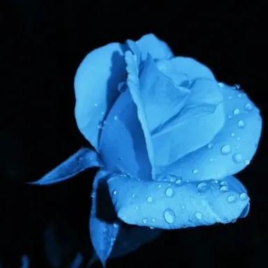 Profile image of 잠뜰