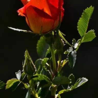 Profile image of 라더