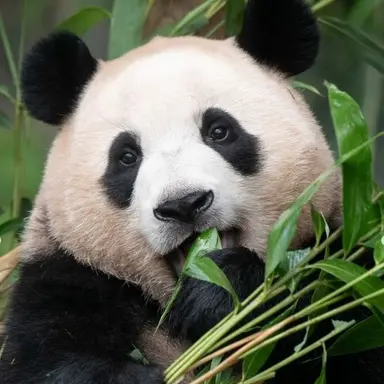 Profile image of 판다