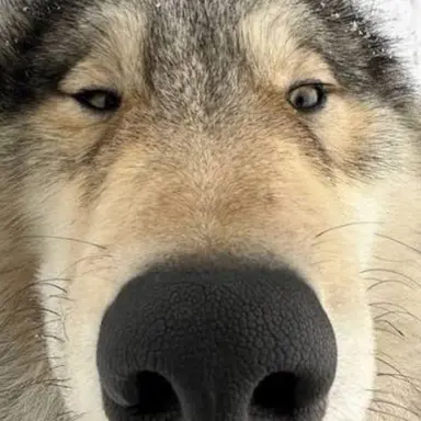 Profile image of 늑대