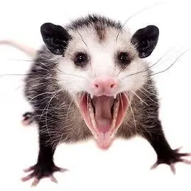 OscarNori5000의 사모님?! (ㅅㅋ주의)