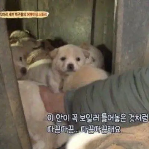ChubbyPie9546의 시고르자브종이 돼보자