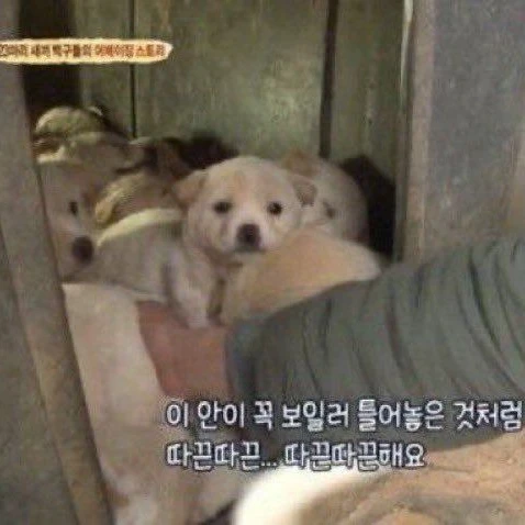 시고르자브종들