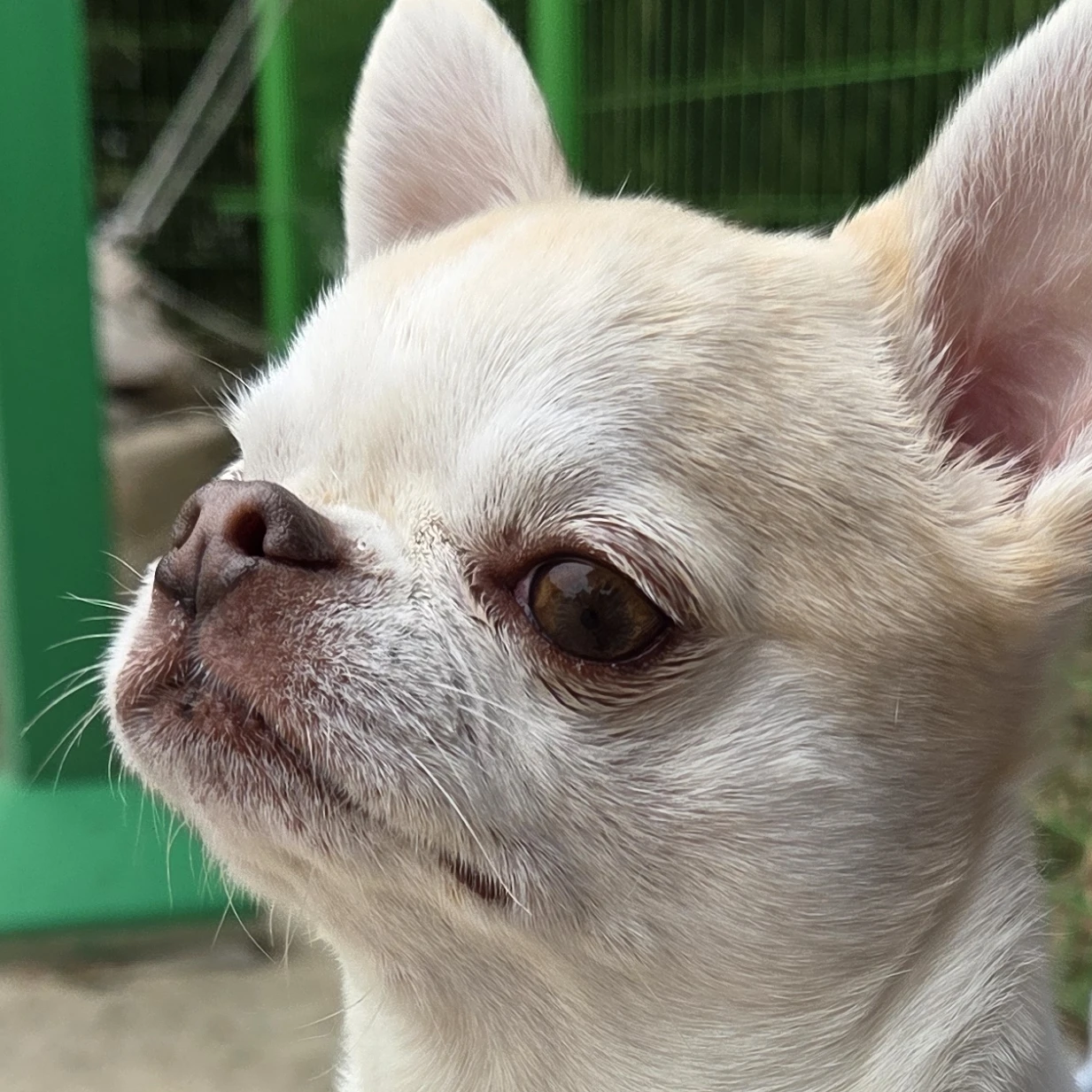 달콩