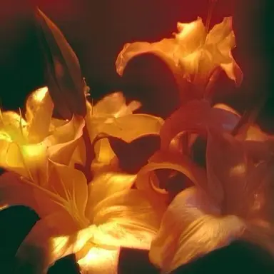 Profile image of 코마