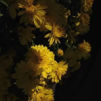 Profile image of 쪼만