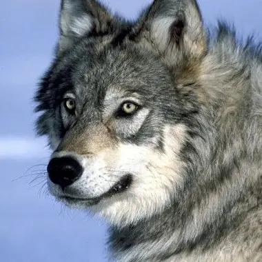 Profile image of 김늑대