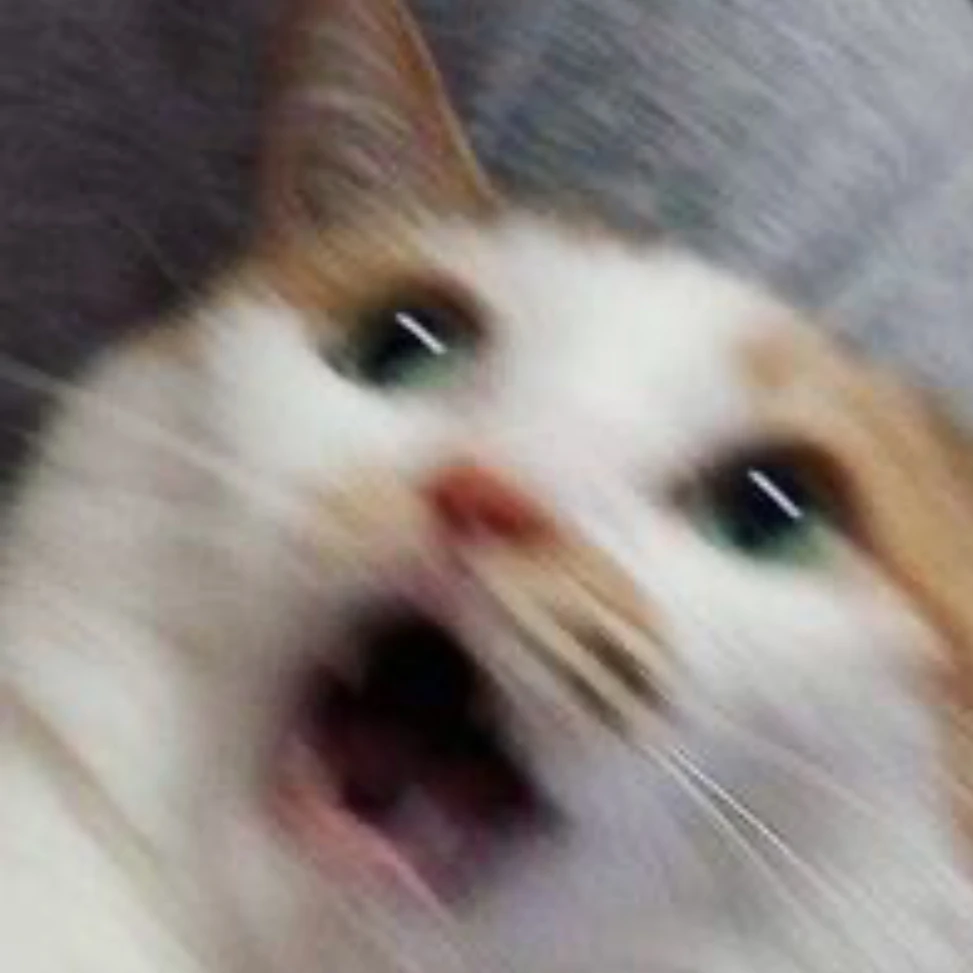 악! 고양이