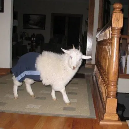 Cod_snowman의 정신나간 산양