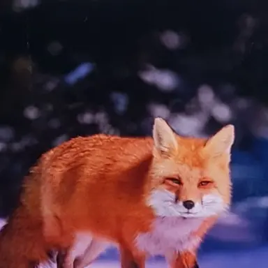 Profile image of 여우