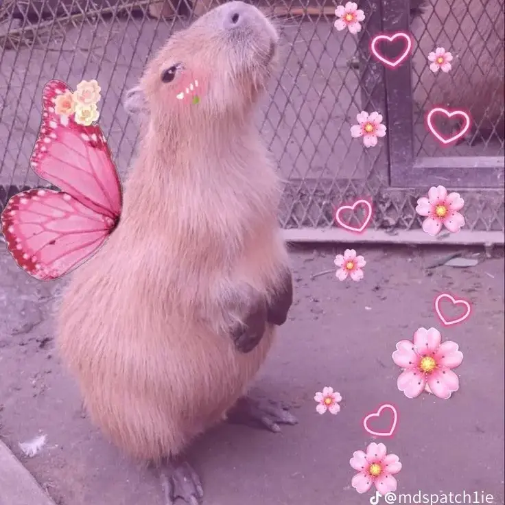 WavyGraph3474의 난폭한 카피바라 키우기