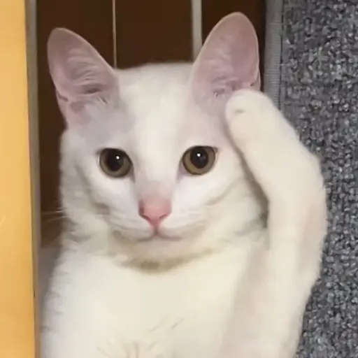 ppiri의 충성 고양이