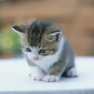 Profile image of 냥이