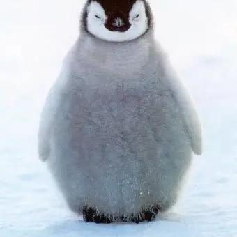 Profile image of 펭귄이