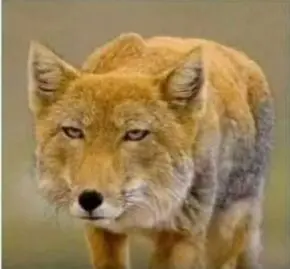 Profile image of ナ・ヨウ