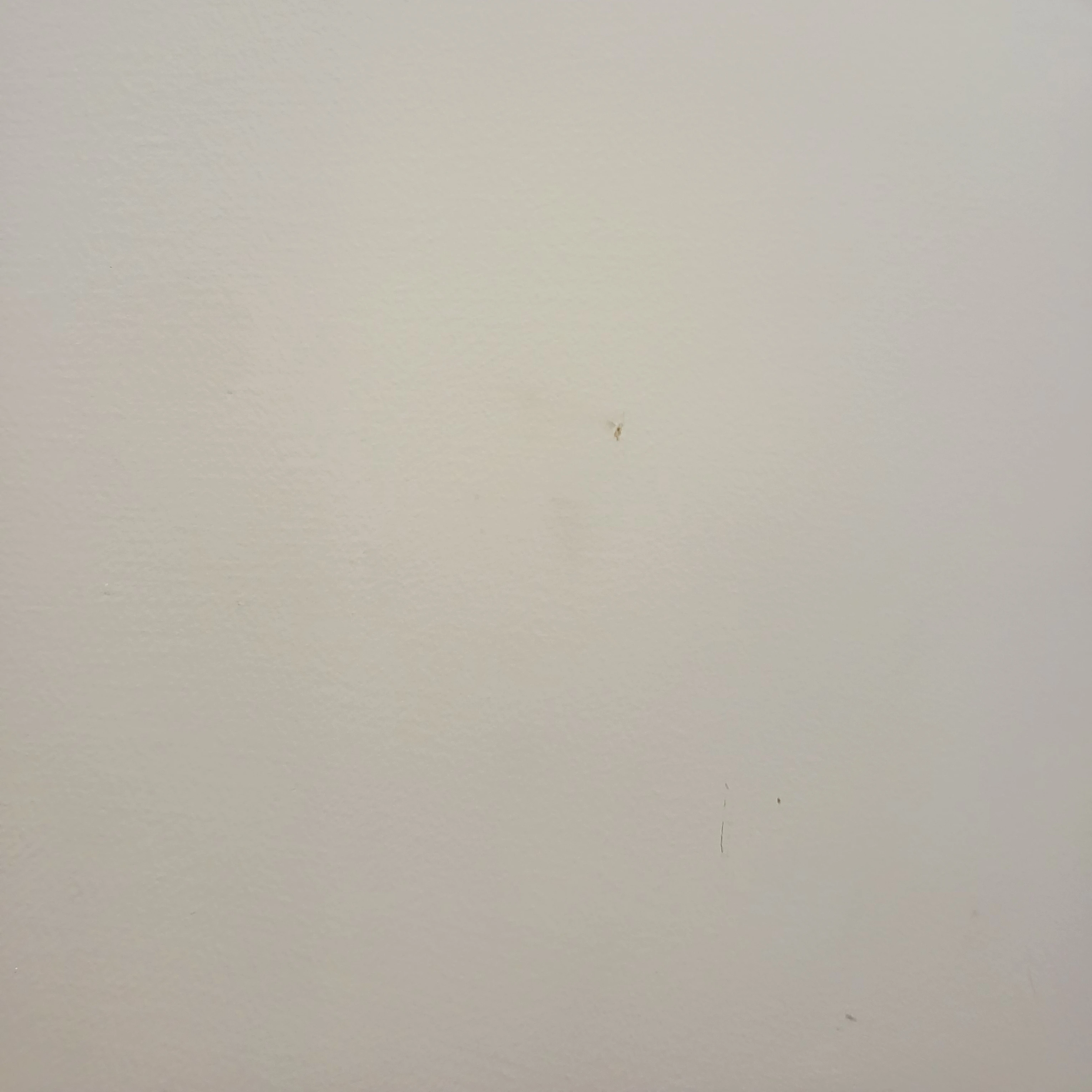마들렌맛 쿠키