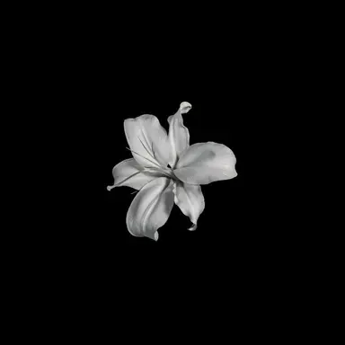 Profile image of 스네자나