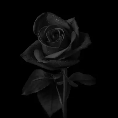 Profile image of 김애리