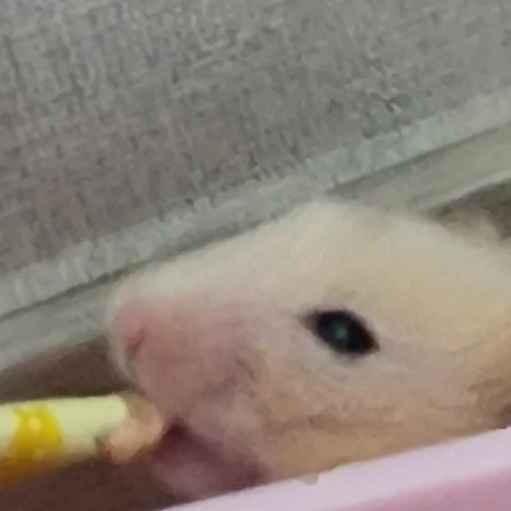 오영일