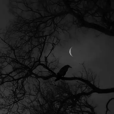 Profile image of ハン