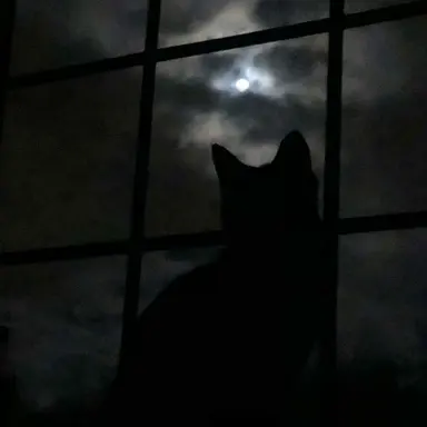 Profile image of ミンホ