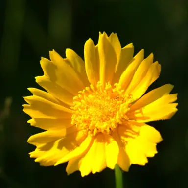 Profile image of 김각별