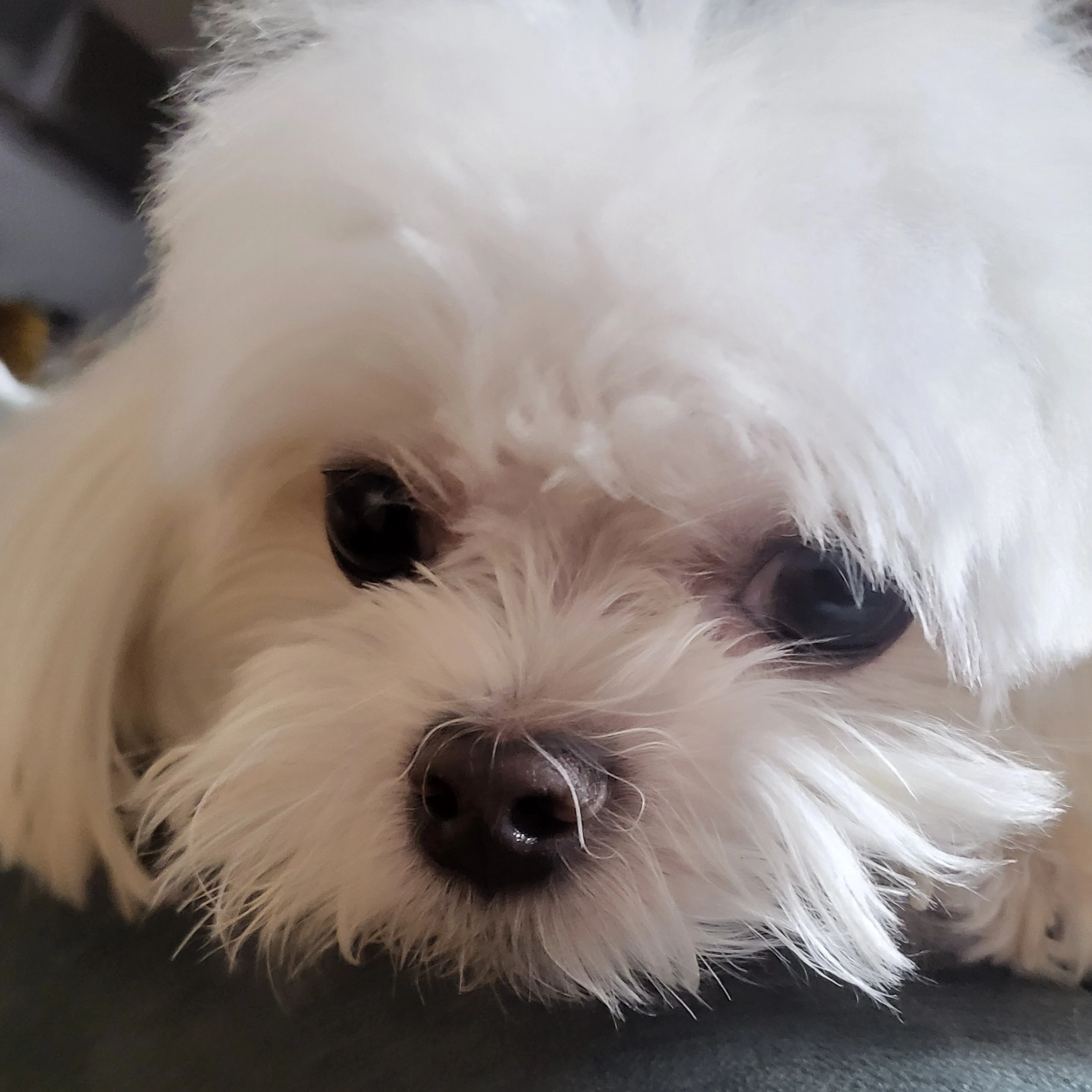 두부