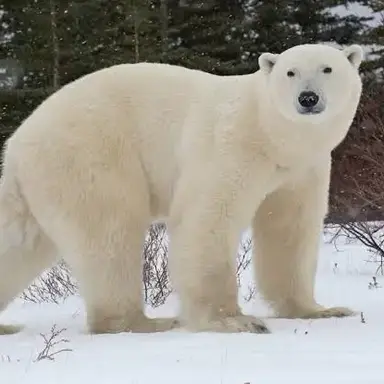 Profile image of 폴라