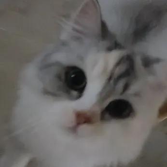 UHN의 길냥