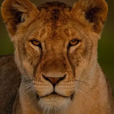 Profile image of Dani