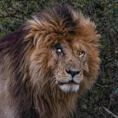 Profile image of Baron