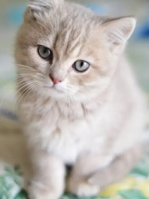 BrutalFlour2891의 猫化！