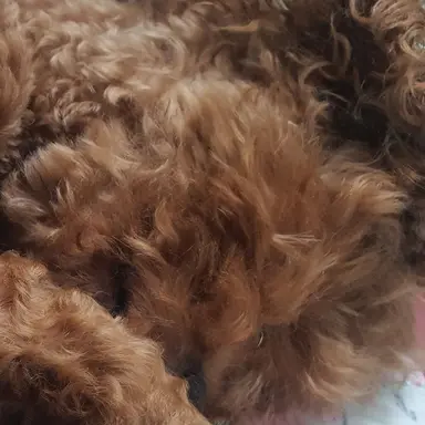 Profile image of 윤가민