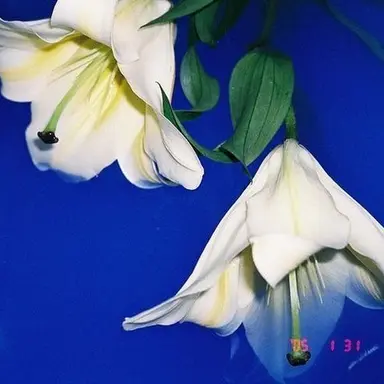 Profile image of 도소빈