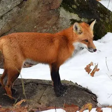 Profile image of 여우