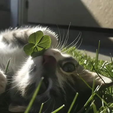 Profile image of 스키즈