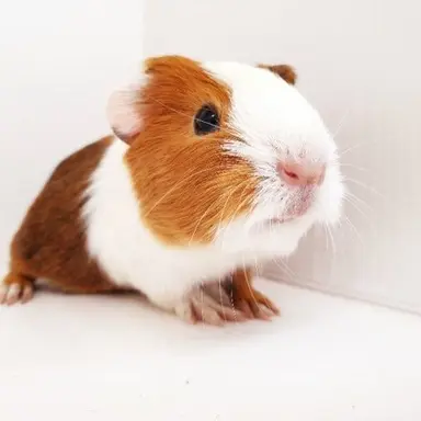 Profile image of 박덕개