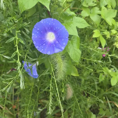 Profile image of 도아