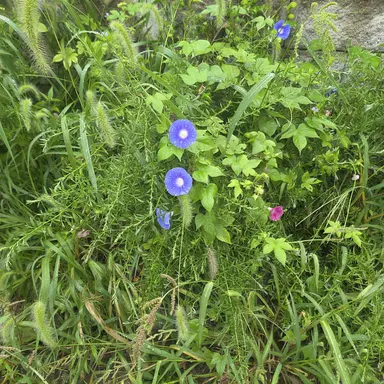 Profile image of 준단