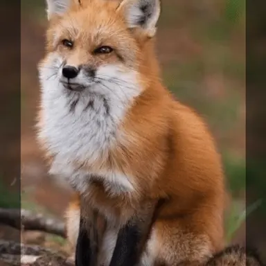 Profile image of 다슨